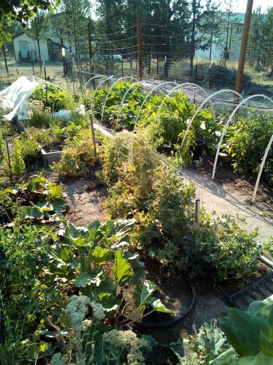 16093 Burgess Road La Pine, OR 97739 - Photo 15 of 36 Burgess Vegtable Garden