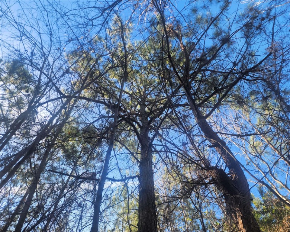 0 Holliday Dam Road Belton, SC 29627 - Photo 2 of 19
