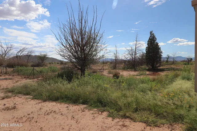 a view of a dry yard with green space