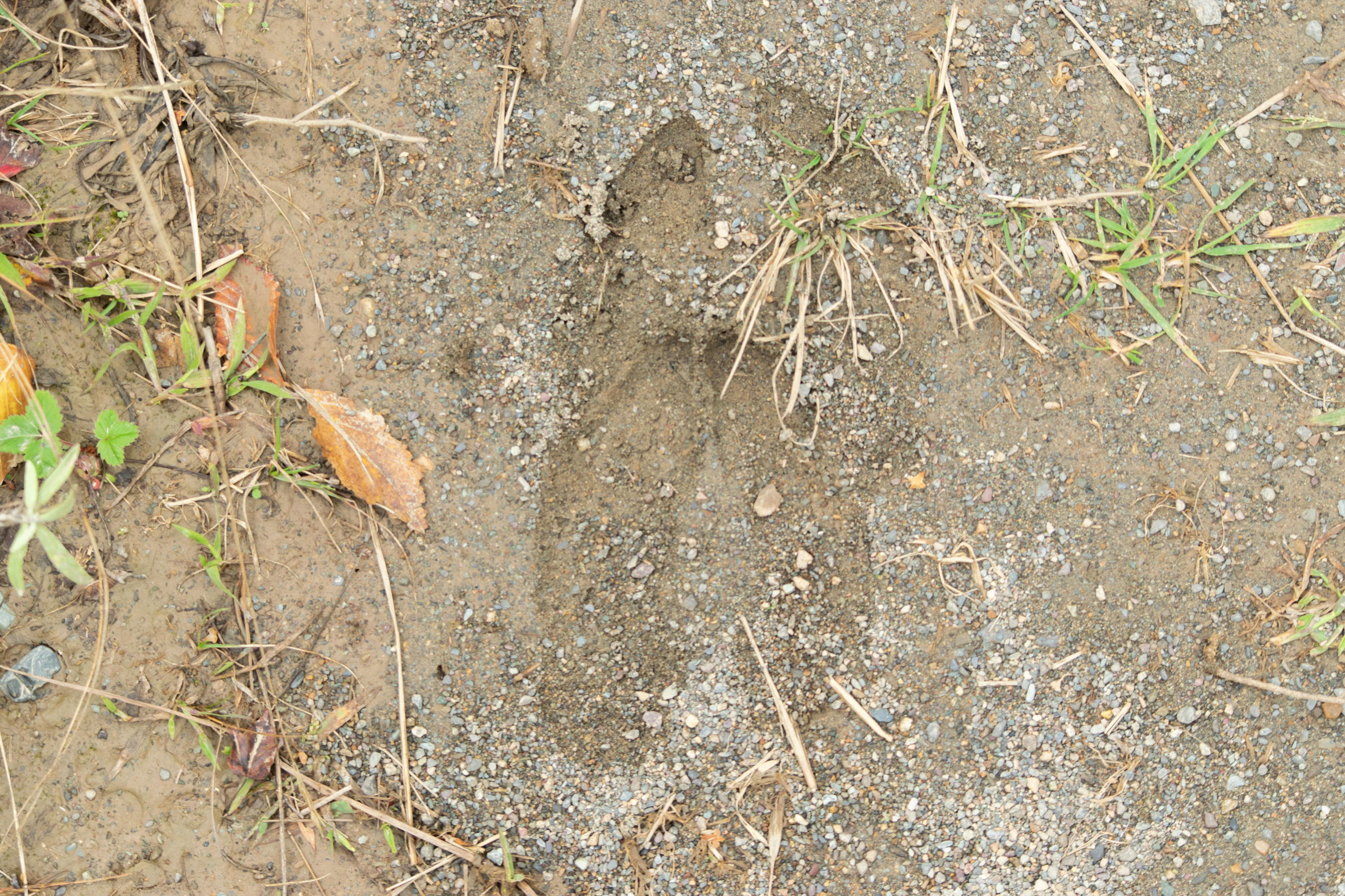 Lot 69 Cyr Rd Mount Mount Chase, ME 04765 - Photo 12 of 14 DSC_1485