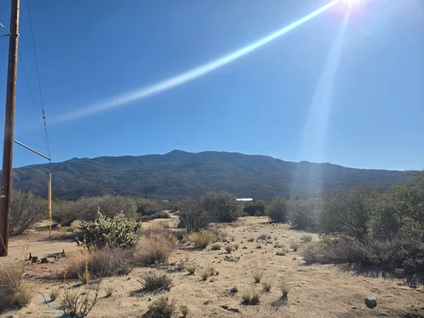 a view of a backyard with a large tree
