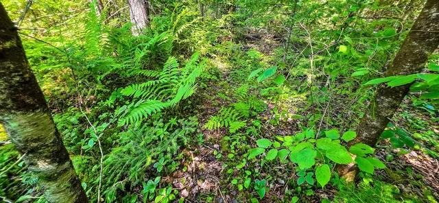 $55,000 | Tuscobia Trail Park Falls, Park Falls, WI 54552