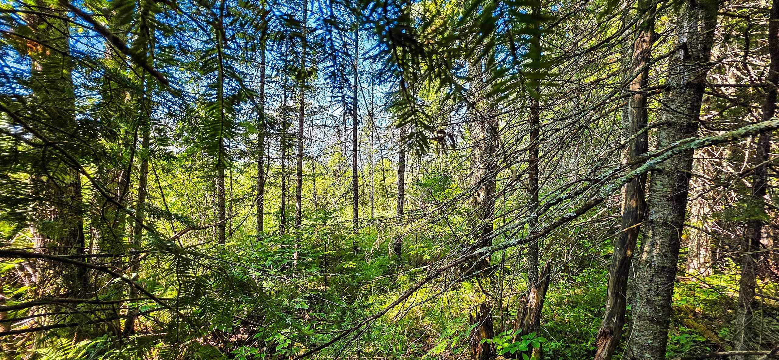 Tuscobia Trail Park Falls Park Falls, WI 54552 - Photo 3 of 14