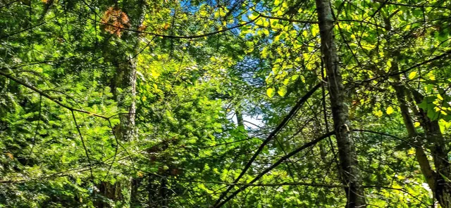 $55,000 | Tuscobia Trail Park Falls, Park Falls, WI 54552