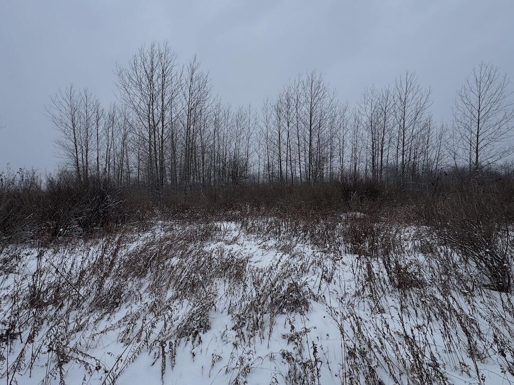 78.5-acres Alabaster Road Tawas City, MI 48763 - Photo 33 of 91 IMG_8764