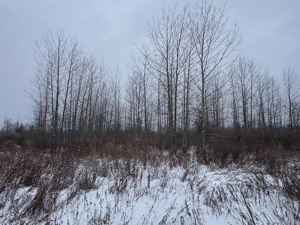 78.5-acres Alabaster Road Tawas City, MI 48763 - Photo 34 of 91 IMG_8765