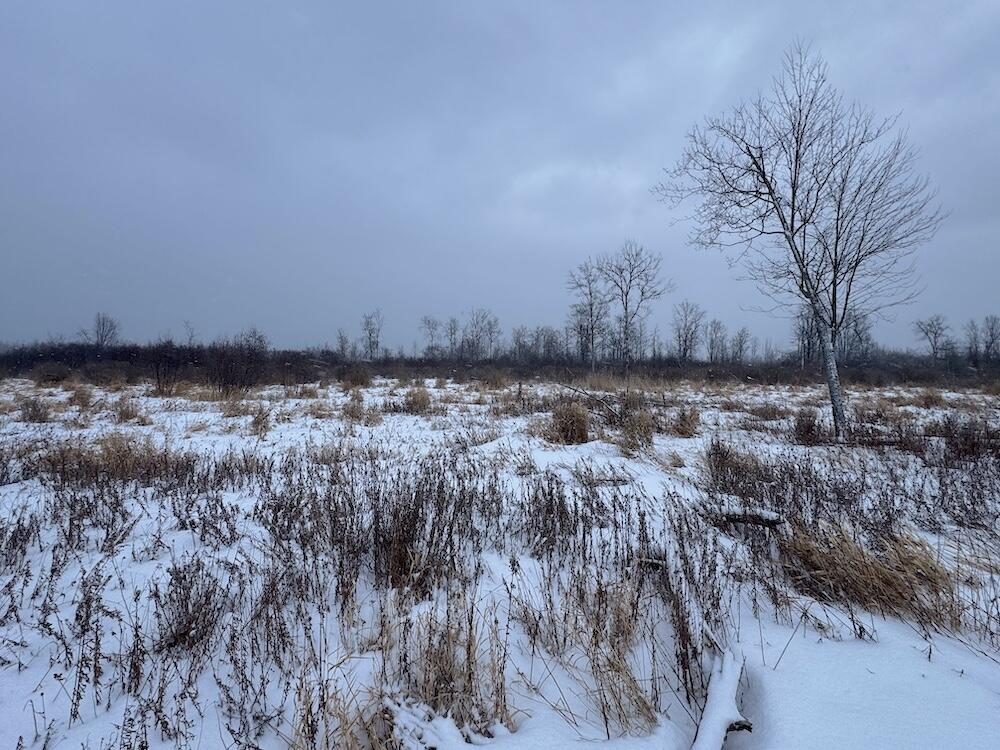78.5-acres Alabaster Road Tawas City, MI 48763 - Photo 43 of 91 IMG_8774