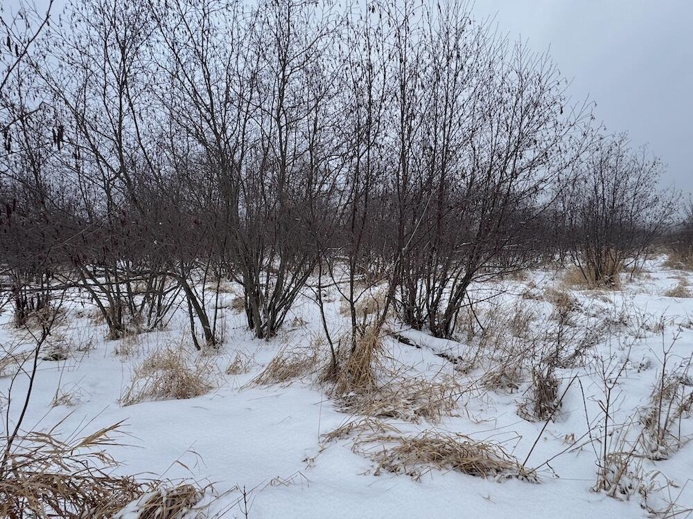 78.5-acres Alabaster Road Tawas City, MI 48763 - Photo 44 of 91 IMG_8775