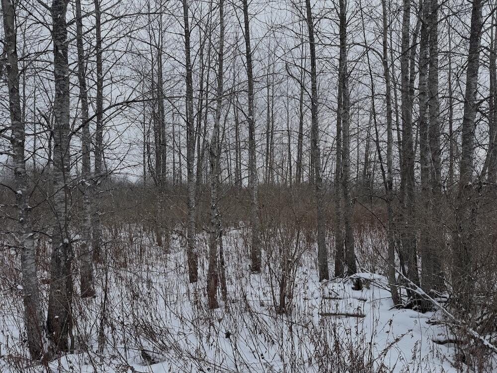 78.5-acres Alabaster Road Tawas City, MI 48763 - Photo 51 of 91 IMG_8782