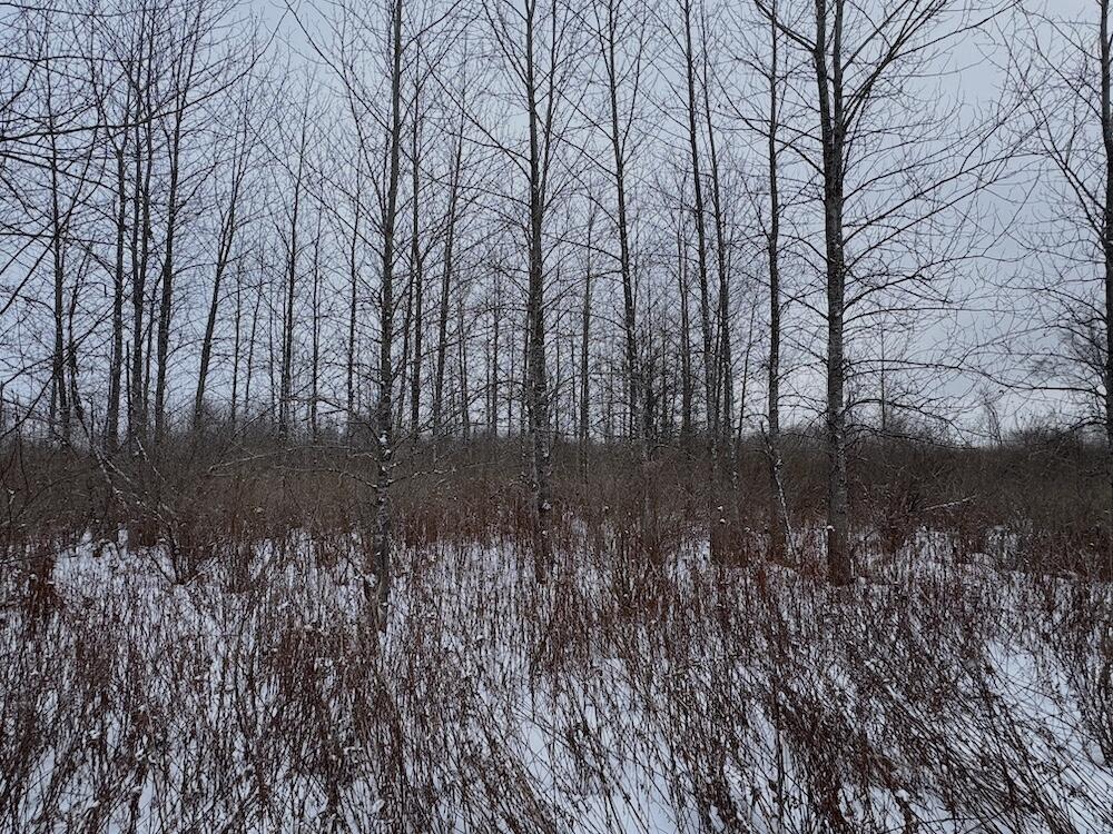 78.5-acres Alabaster Road Tawas City, MI 48763 - Photo 52 of 91 IMG_8783