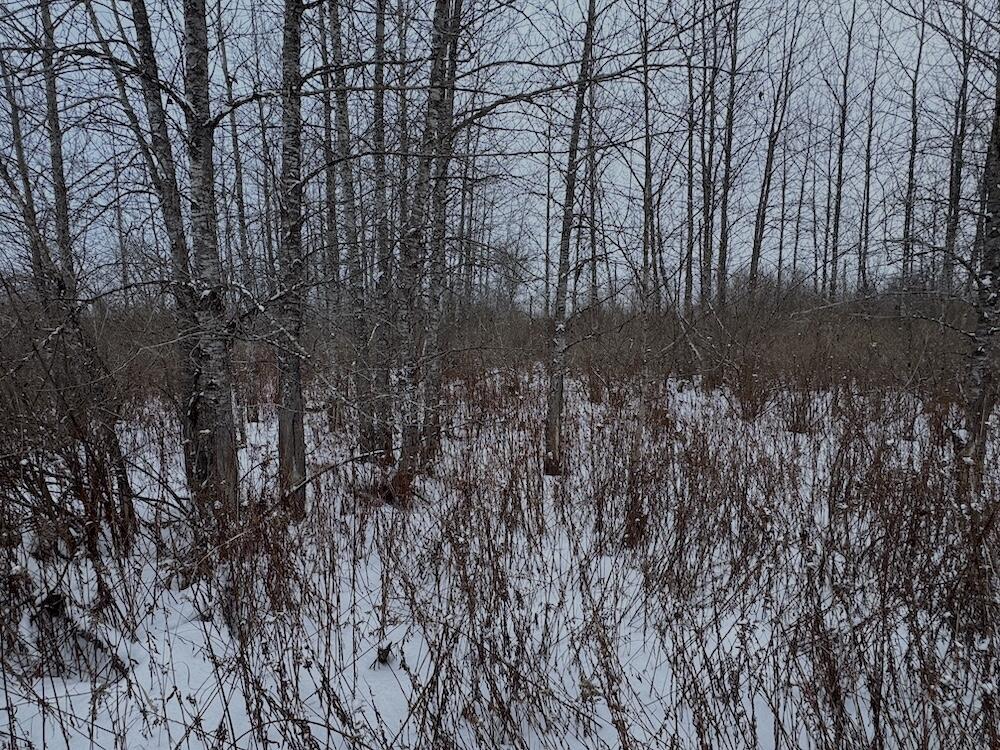 78.5-acres Alabaster Road Tawas City, MI 48763 - Photo 53 of 91 IMG_8784