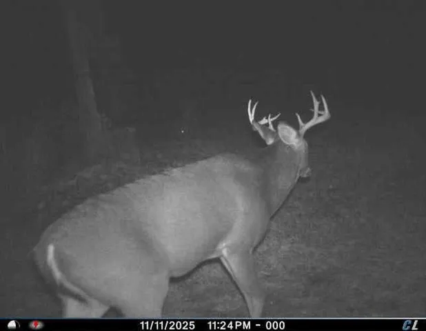 $274,900 | 78.5-acres Alabaster Road, Tawas City, MI 48763