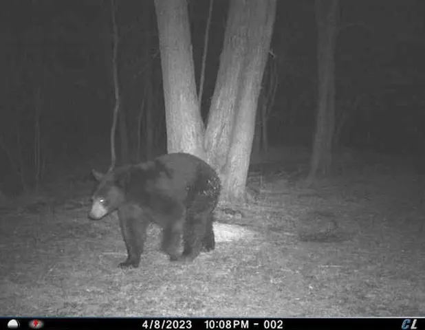 $274,900 | 78.5-acres Alabaster Road, Tawas City, MI 48763