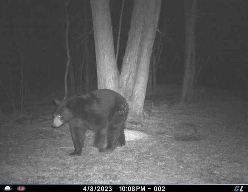 78.5-acres Alabaster Road Tawas City, MI 48763 - Photo 69 of 91 2982928368930234731