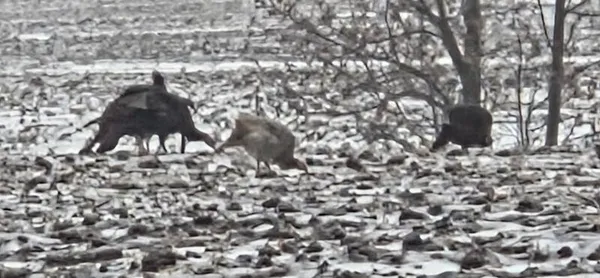 $274,900 | 78.5-acres Alabaster Road, Tawas City, MI 48763