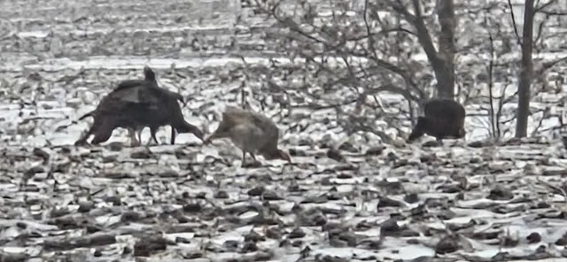 $274,900 | 78.5-acres Alabaster Road, Tawas City, MI 48763