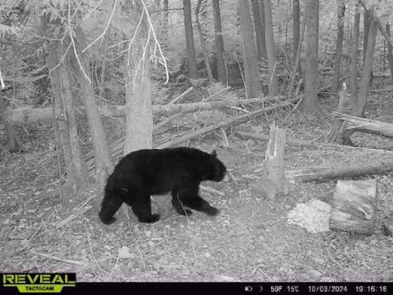 78.5-acres Alabaster Road Tawas City, MI 48763 - Photo 71 of 91 3996696097088605244