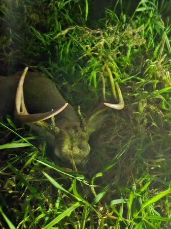 $274,900 | 78.5-acres Alabaster Road, Tawas City, MI 48763