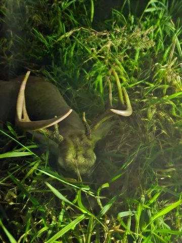 $274,900 | 78.5-acres Alabaster Road, Tawas City, MI 48763