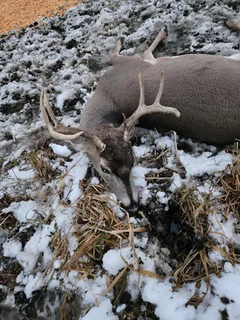 $274,900 | 78.5-acres Alabaster Road, Tawas City, MI 48763