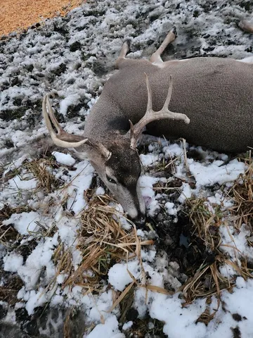 $274,900 | 78.5-acres Alabaster Road, Tawas City, MI 48763