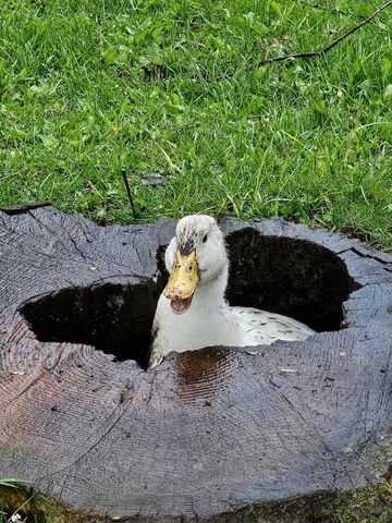 $274,900 | 78.5-acres Alabaster Road, Tawas City, MI 48763