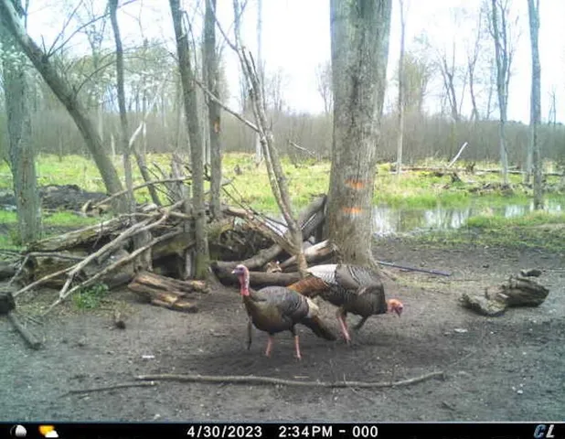 $274,900 | 78.5-acres Alabaster Road, Tawas City, MI 48763