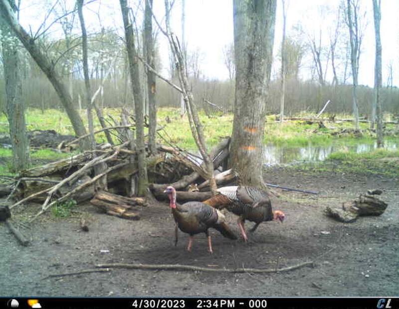 78.5-acres Alabaster Road Tawas City, MI 48763 - Photo 78 of 91 4793401425883775952