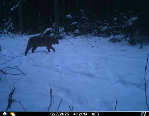 $274,900 | 78.5-acres Alabaster Road, Tawas City, MI 48763