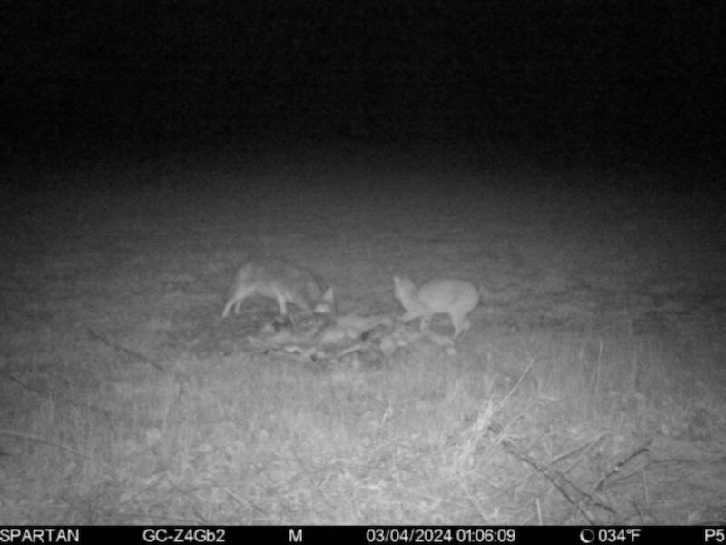 78.5-acres Alabaster Road Tawas City, MI 48763 - Photo 81 of 91 5161196819442678422