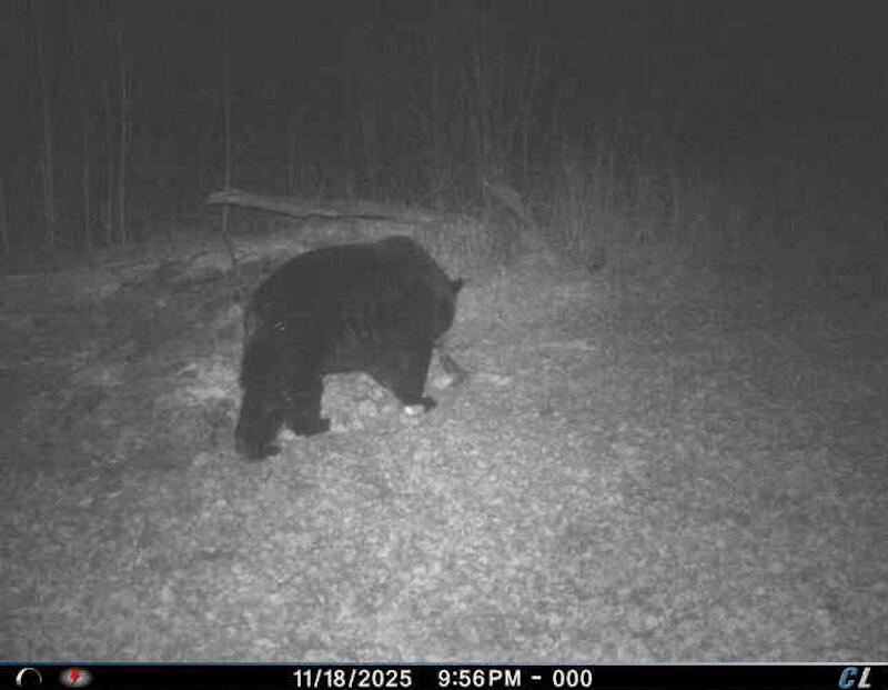 78.5-acres Alabaster Road Tawas City, MI 48763 - Photo 83 of 91 5476897580632208938