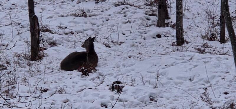 78.5-acres Alabaster Road Tawas City, MI 48763 - Photo 84 of 91 5514905942971408183