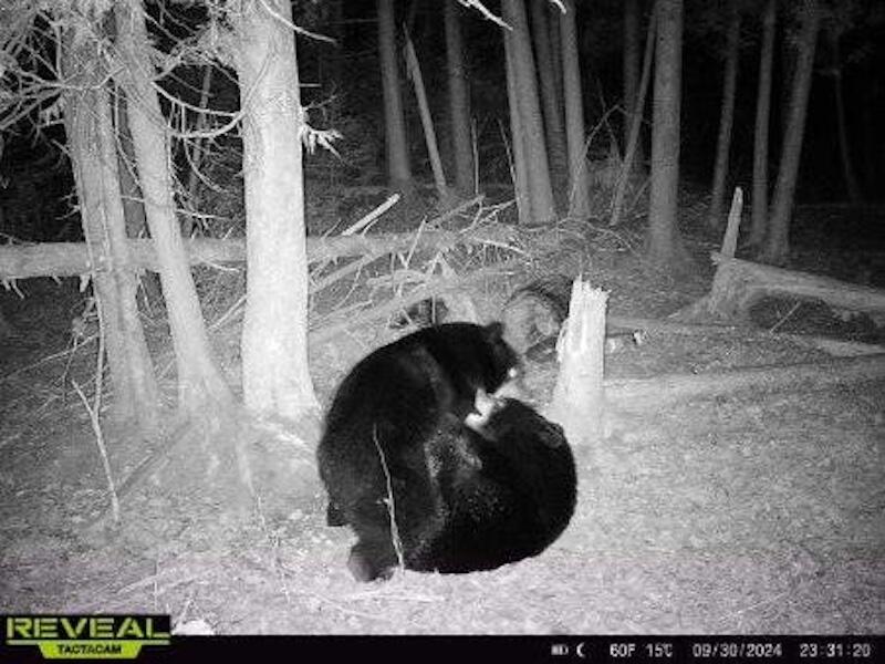 78.5-acres Alabaster Road Tawas City, MI 48763 - Photo 86 of 91 5756030044177595776