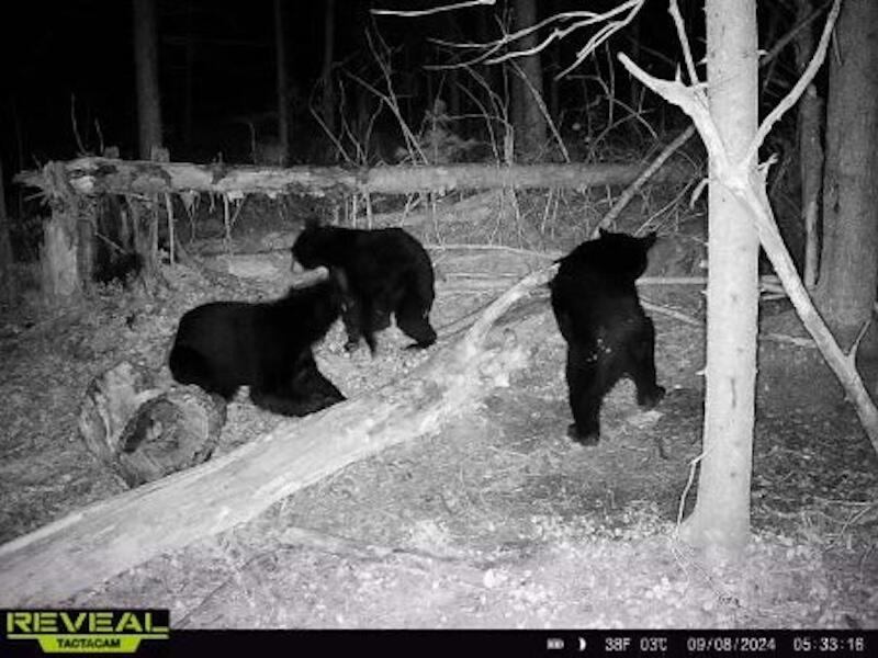 78.5-acres Alabaster Road Tawas City, MI 48763 - Photo 89 of 91 7386594258887826858