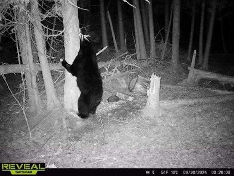 78.5-acres Alabaster Road Tawas City, MI 48763 - Photo 90 of 91 7631824210218033738