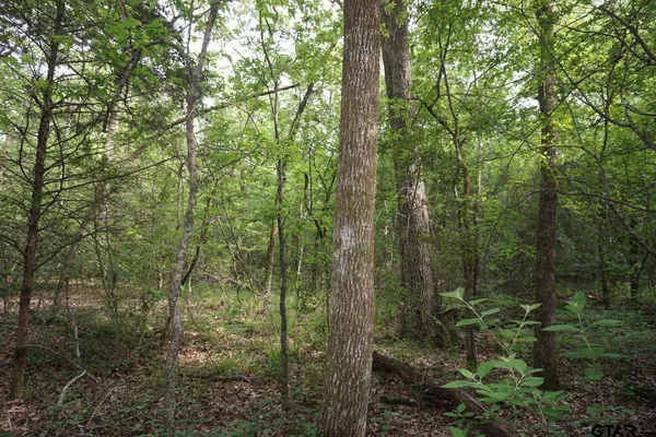 a view of a field of grass and trees
