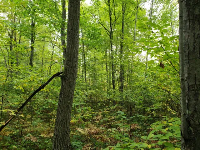 $89,500 | V/l North Lakola Road, Luther, MI 49656