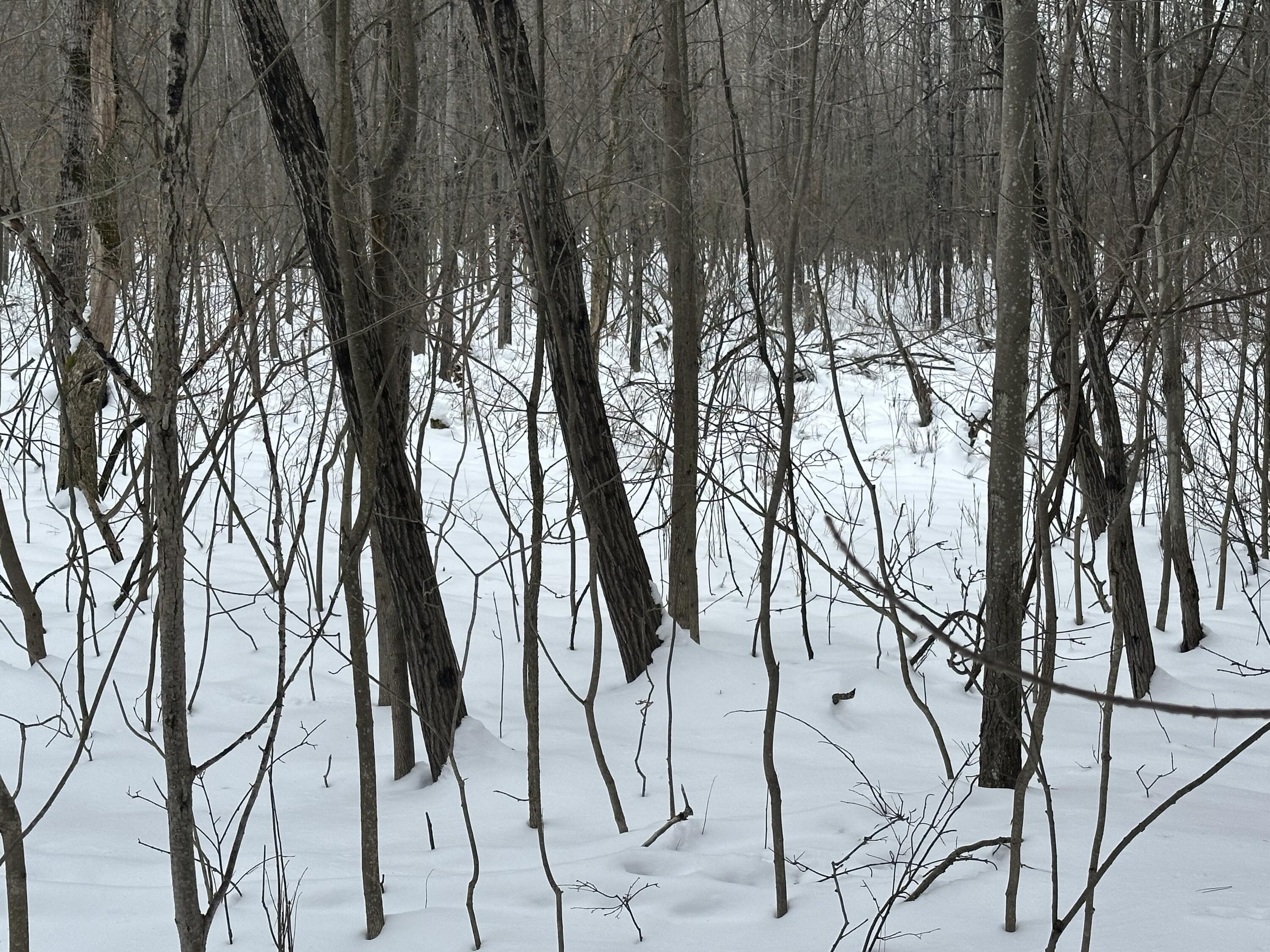 V/l North Lakola Road Luther, MI 49656 - Photo 9 of 12 IMG_2826