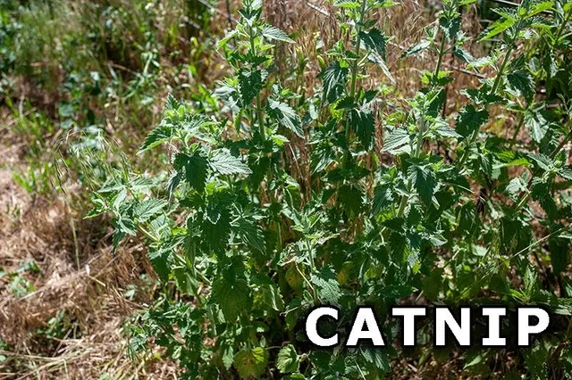 $249,900 | 311 Highway 21, Friendship, WI 53934