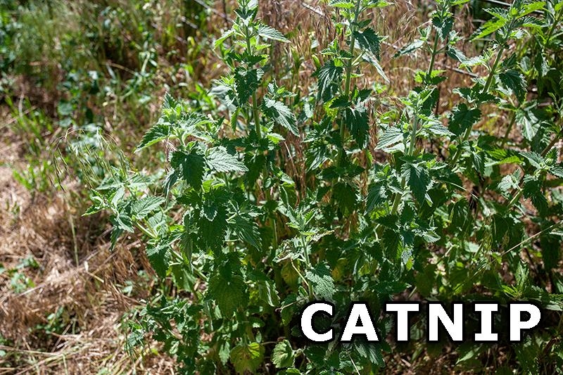 311 Highway 21 Friendship, WI 53934 - Photo 63 of 67