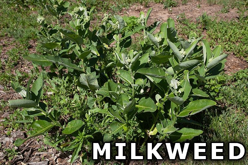 311 Highway 21 Friendship, WI 53934 - Photo 66 of 67