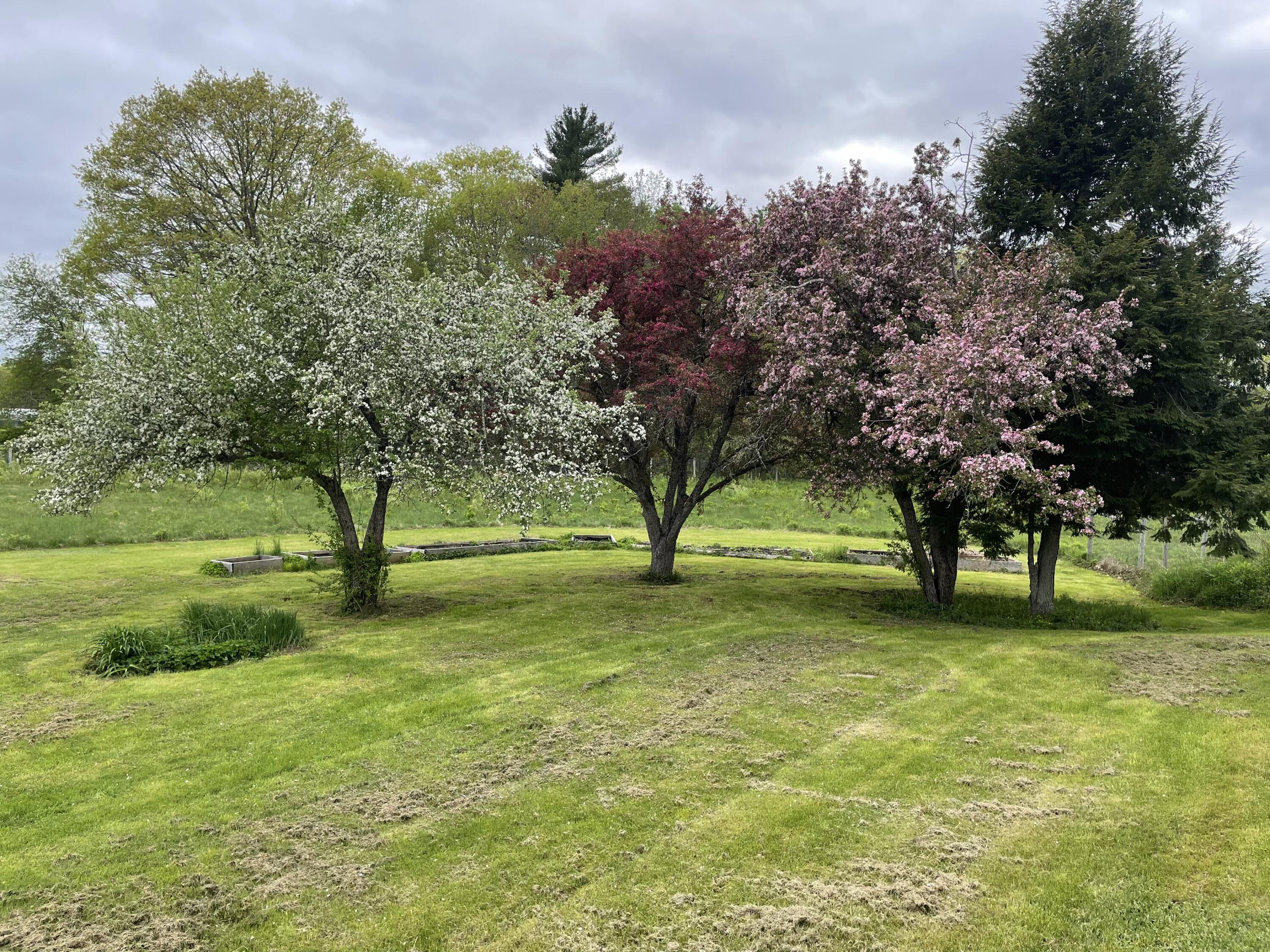 96 Weymouth Road Morrill, ME 04952 - Photo 60 of 62 96 Weymouth Trees