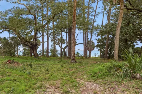 a tall tree in middle of middle of green field
