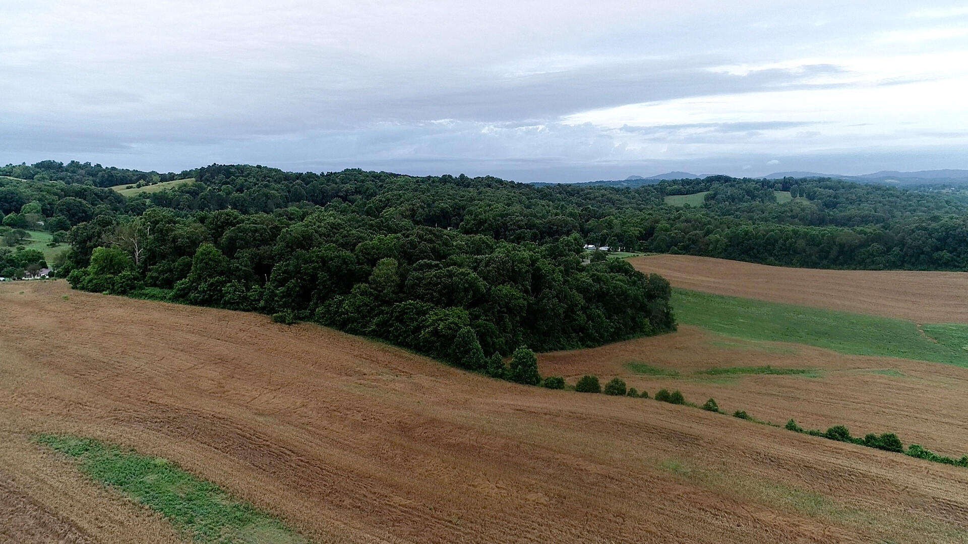 Noe Road New Market, TN 37820 - Photo 27 of 32 Panorama-Wheat