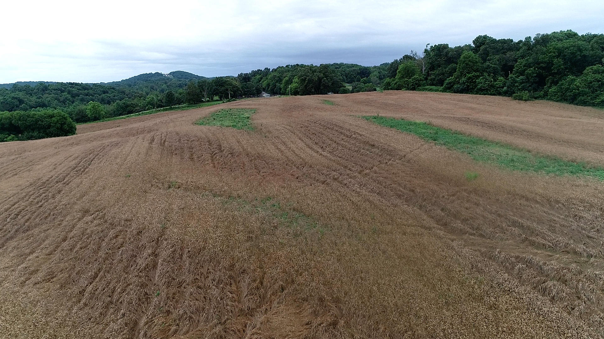 Noe Road New Market, TN 37820 - Photo 30 of 32 WheatField