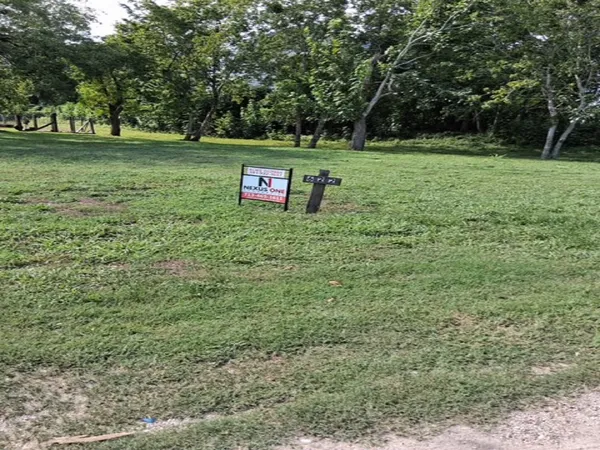a view of a tree in a yard