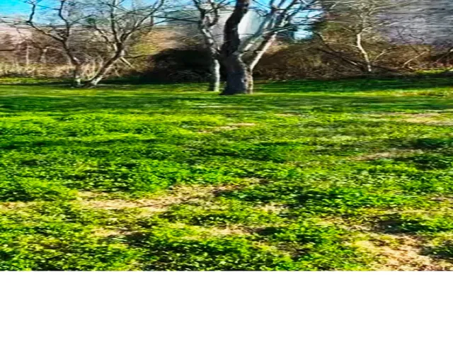 a black and white photo of a park