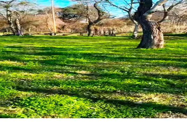 a open area with grassy field and trees