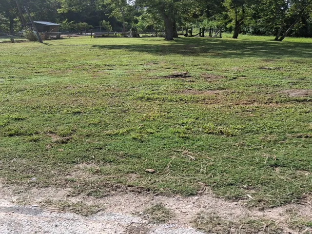 a view of a park with large trees