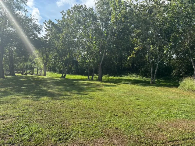 a view of a park with large trees
